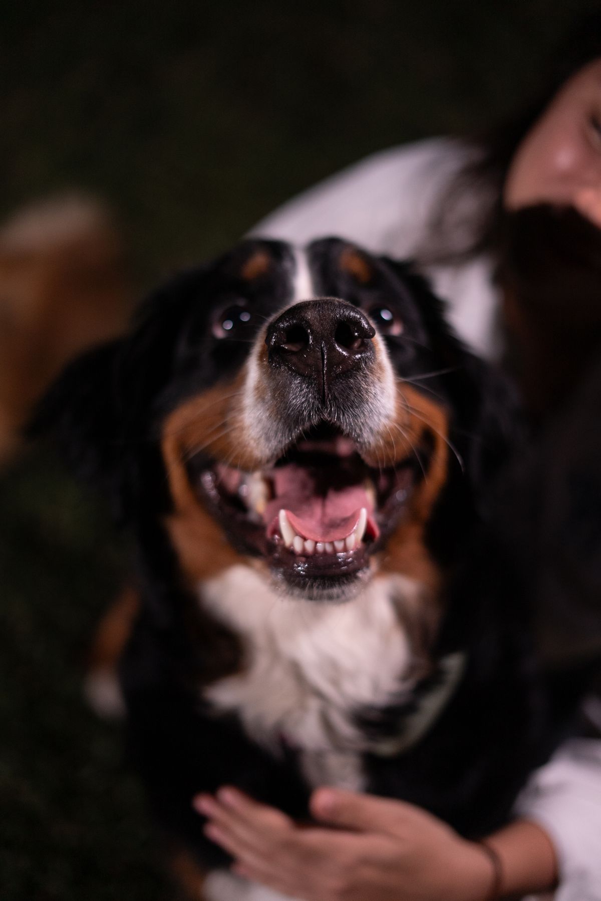 人になでられる保護犬