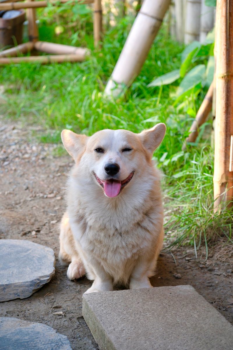 モモ