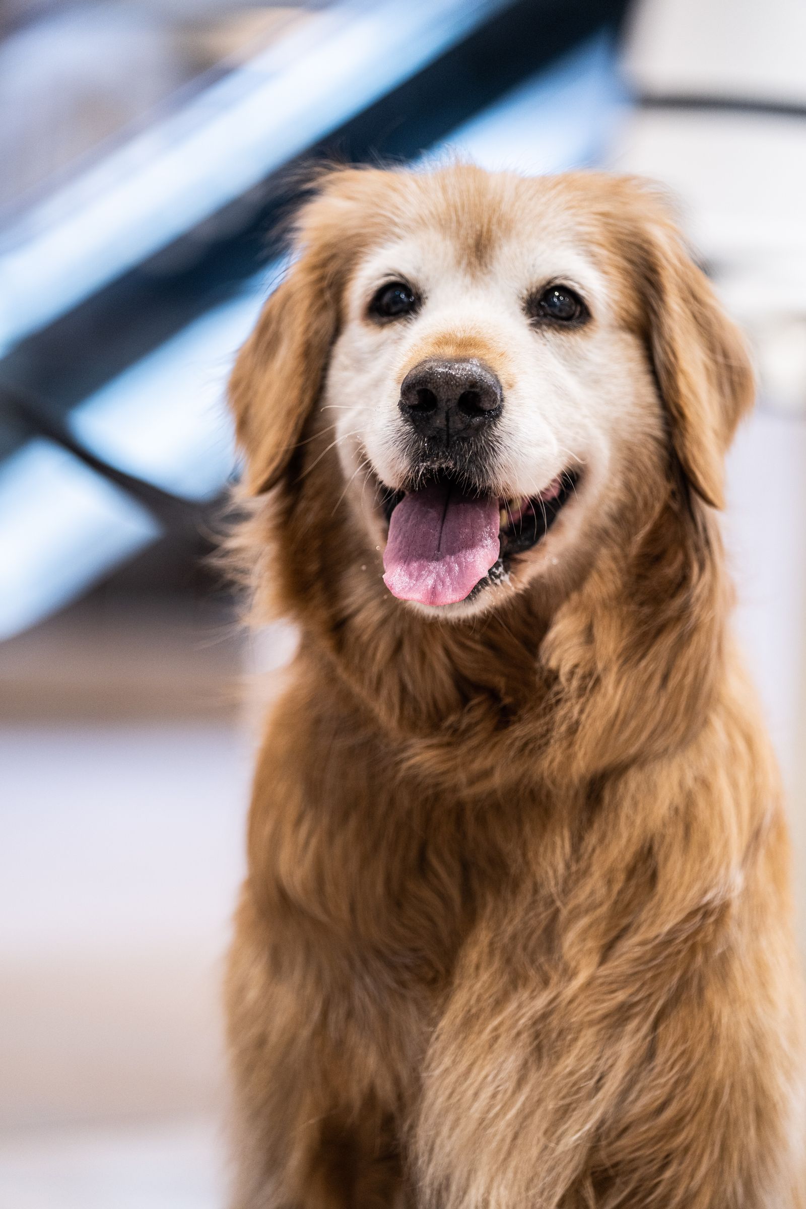 くつろぐ保護犬